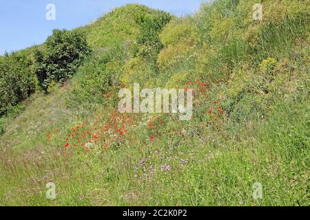 Pendio in fiore nel vigneto vicino a Ihringen Foto Stock