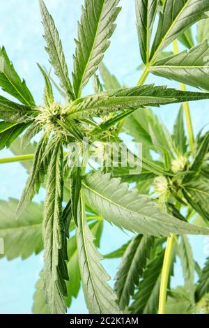 Boccioli di cannabis a partire da formare, un close-up shot su uno sfondo blu Foto Stock