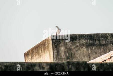 Un piccolo neve a fiocco bianco e nero piume maculato Piccioni (Columba livia domestica) un paffuto bird, seduta sul tetto di una casa. Close up. Foto Stock