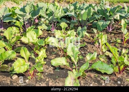 Giovani barbabietole e piante di kohlrabi rosso in un soleggiato orto. Foto Stock