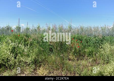 Wegrand am Weinberg vicino a Bickensohl nel Kaiserstuhl Foto Stock