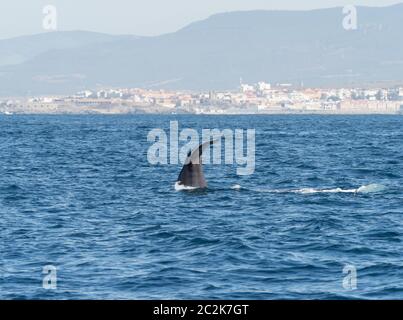 Sperma balena mostra passera nera immersioni nello Stretto di Gibilterra. Foto Stock