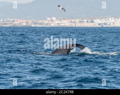 Sperma balena mostra passera nera immersioni nello Stretto di Gibilterra. Foto Stock