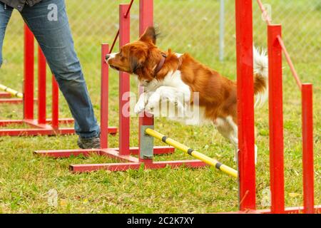 Un giovane pastore australiano cane impara a saltare sopra gli ostacoli in allenamento per l'agilità. Foto Stock