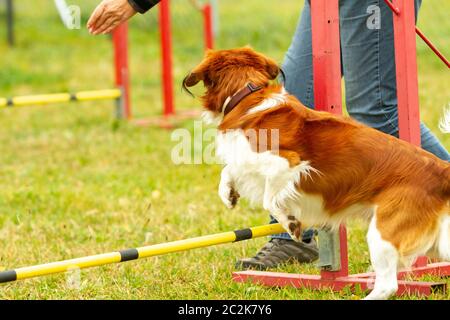 Un giovane pastore australiano cane impara a saltare sopra gli ostacoli in allenamento per l'agilità. Foto Stock