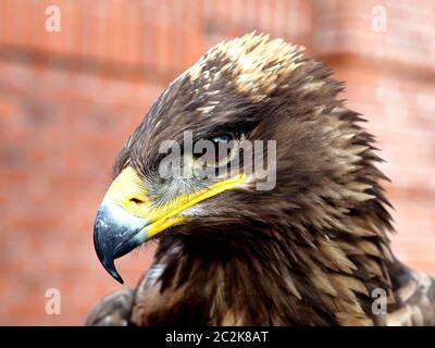 Aquila della steppa Foto Stock