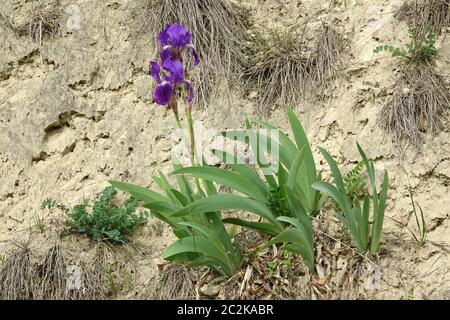 Giglio di iris tedesco x germanica sulla parete del pavimento nel Kaiserstuhl Foto Stock