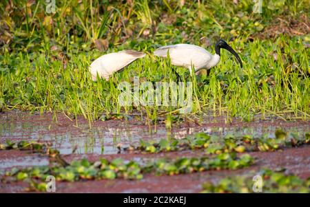 Garzetta (Egretta garzetta) un piccolo snow airone bianco con sottili dark bill, gambe nerastro, long wispy testa. Una specie di heron famiglia ardeidi co Foto Stock