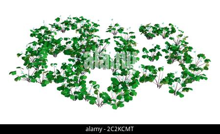 3D illustrazione di Oxalis acetosella o legno sorrel fiori isolati su sfondo bianco Foto Stock