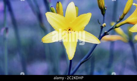Il ramo di fiori di Hemerocallis lilioasphodelus (chiamato anche giglio di limone, giallo, Daylily Hemerocallis flava). Hemerocallis flava conosciuto anche come giorno di limone Foto Stock