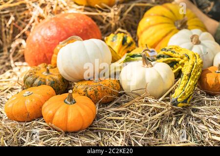 Vario assortimento di zucche, un mazzetto di zucche la parte superiore di una balla di fieno in azienda agricola biologica in vendita per essere utilizzati come decorazioni di caduta Foto Stock