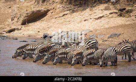 Mandria di zebra in linea al bordo del fiume Mara in Masai Mara Kenya Foto Stock