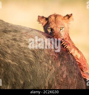 Ritratto di un leone femminile coperto di sangue rosso, che si nuota su un bufalo in luce dorata del pomeriggio a Moremi Botswana Foto Stock