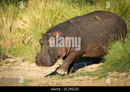 Un ippopotamo adulto che cammina con bue-pecker giallo-fatturato sulla sua schiena bevendo sangue dalla sua ferita aperta in Masai Mara Kenya Foto Stock