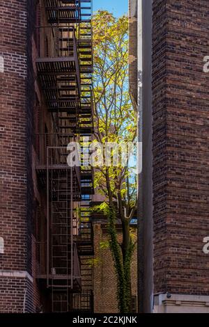 Colore delle foglie autunnali del Greenwich Village a Lower Manhattan Foto Stock