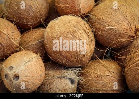 molte noci di cocco che giacciono su un mucchio Foto Stock