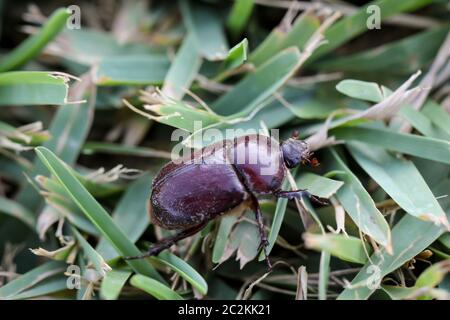 un scarabeo di rinoceronte strisciato nell'erba Foto Stock