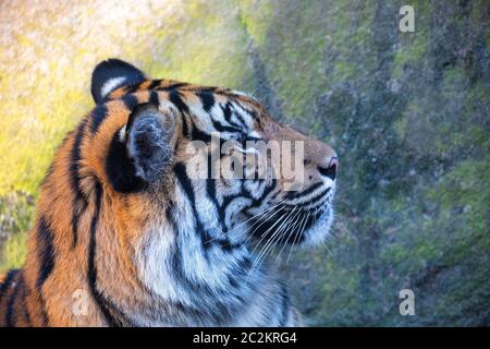 Sumatran tigre (Panthera tigris sumatrae), rare sottospecie di tigre che abita l'isola indonesiana di Sumatra Foto Stock