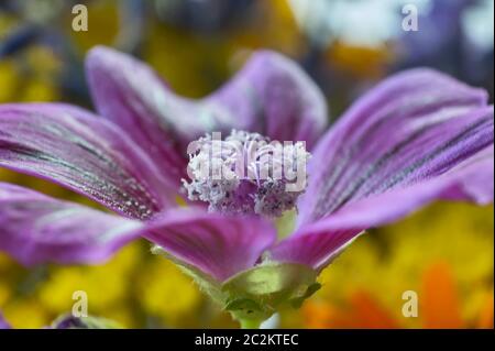 Dettaglio dei pistilli di porpora e di filamenti di un fiore viola, dettaglio e il livello di dettaglio visibile grazie alle riprese in modalità macro. Foto Stock