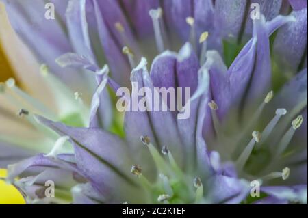 Dettaglio delle pistole dei fiori di erba cipollina (Allium schoenoprasum), macrofotografia con dettagli floreali. Dettagli dei piselli del fiore di erba cipollina, primi piani Foto Stock