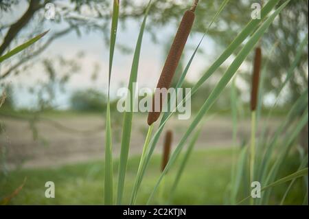 Dettaglio di tifa impianto, Typha latifolia, fotografato in un laghetto, nel nord Italia, un tipico impianto di wet e zone stagnanti. Foto Stock