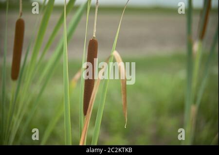 Dettaglio di tifa impianto, Typha latifolia, fotografato in un laghetto, nel nord Italia, un tipico impianto di wet e zone stagnanti. Foto Stock