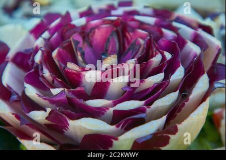 Composizione creativa creato con radicchio di Treviso foglie, per ornare un tavolo per un pranzo: esempio di creatività della cucina italiana. Foto Stock