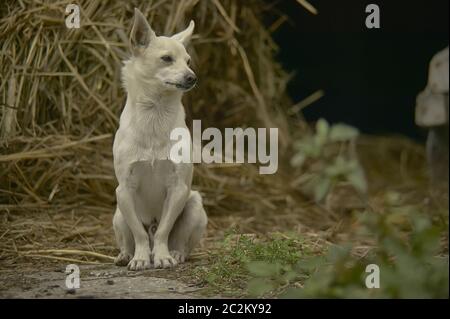 Piccolo Cane meticolosa seduto in una fase di stallo nel mezzo di paglia in un paesaggio di campagna. Foto Stock