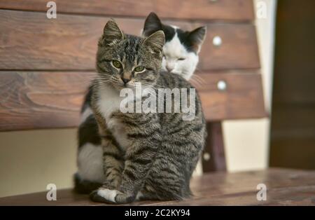 Coppia di Gatti seduti su una panca in legno una dietro l'altra. Foto Stock