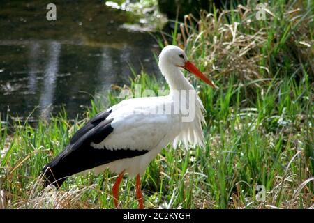 Cicogna bianca passeggiate intorno su un verde prato Foto Stock