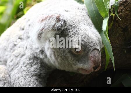 Koala (Phascolarctos cinereus) che vive in Australia mammiferi a tasca Foto Stock