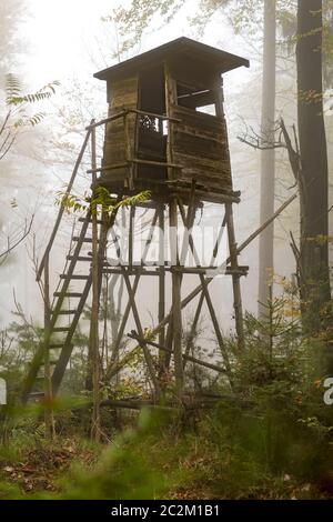 Il cacciatore di legno arroccato al margine della foresta nella nebbia autunnale nella foresta di pini contro sfondo sfocato Foto Stock