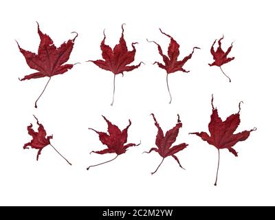 una disposizione di foglie d'acero giapponese rosso autunnale con ombre su sfondo bianco Foto Stock