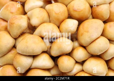 Chiusura del gruppo di funghi nameko sfondo Foto Stock