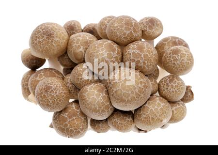 Fresco giapponese di funghi shimeji su sfondo bianco Foto Stock