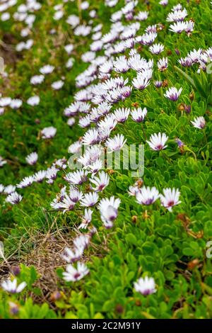 Osteospermum ecklonis African Daisy Cape marigold fiori viola sulla riva Foto Stock