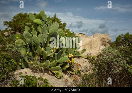 Ficodindia pianta cresce selvaggia tra le rocce delle colline della Sardegna meridionale. Foto Stock