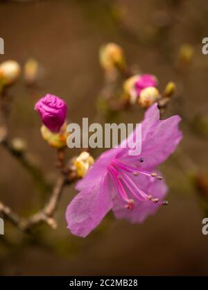 WA16869-00...WASHINGTON - fioritura invernale tardiva sull'albero al Washington Arboretum di Seattle. Foto Stock