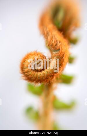 WA16902-00...WASHINGTON - testa di fiddle di felce di spada appena cominciando a unfurl. Foto Stock