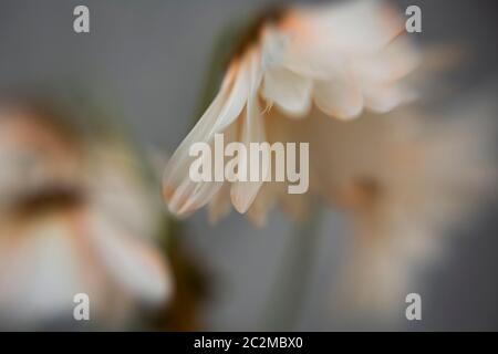 WA16904-00...WASHINGTON - fiori di tipo Daisy in un'immagine d'arte scattata con un obiettivo Baby Sweet Spot 50. Foto Stock