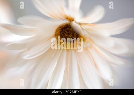 WA16905-00...WASHINGTON - fiori di tipo Daisy in un'immagine d'arte scattata con un obiettivo Baby Sweet Spot 50. Foto Stock
