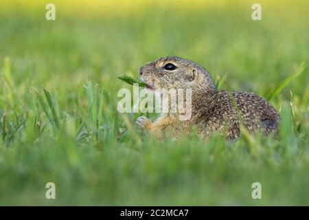 Terreno europeo scoiattolo, Spermophilus citellus, tenendo un impianto in bocca su di un verde prato in estate. Affascinante souslik seduta tranquillamente in natura. Foto Stock