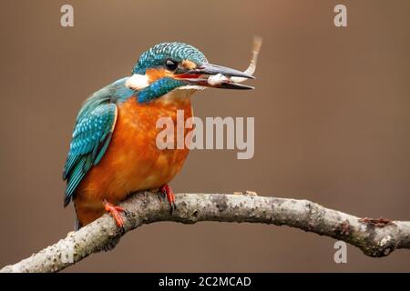 Una femmina di kingfisher, Alcedo atthis, guardando alla destra della videocamera mentre è seduto su un pesce persico sopra l'acqua e il posizionamento del piccolo pesce ha ju Foto Stock