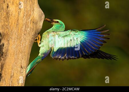 Rullo di europea, Coracias garrulus, con catturato beetle avanzamento sul nido nella struttura ad albero. Foto Stock