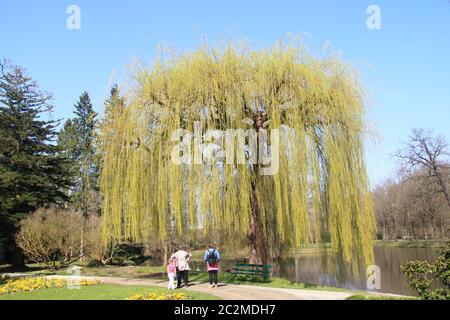 Salice piangente (salix babylonica) Foto Stock