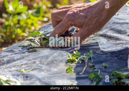 Cura di piccole piante di fragola nel campo di piantagione, rimuovendo erbacce. Foto Stock