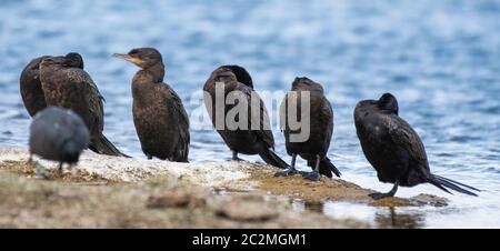 Un gruppo di cormorani neotropici, Phalacrocorax brasilianus, si trova sulla riva del lago Patagonia nel Patagonia Lake state Park, Arizona Foto Stock