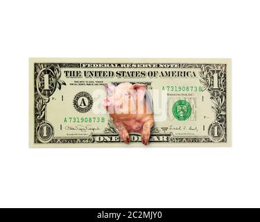 Il maiale guarda fuori di un dollaro invece il presidente americano isolato Foto Stock