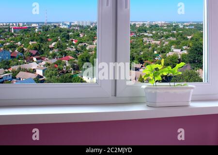 giovani piante di querce nel vaso di fiori e vista sulla città verde Foto Stock