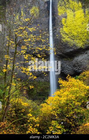 Colori Autunnali, Cascate Laturell, Columbia River Gorge, Oregon Foto Stock